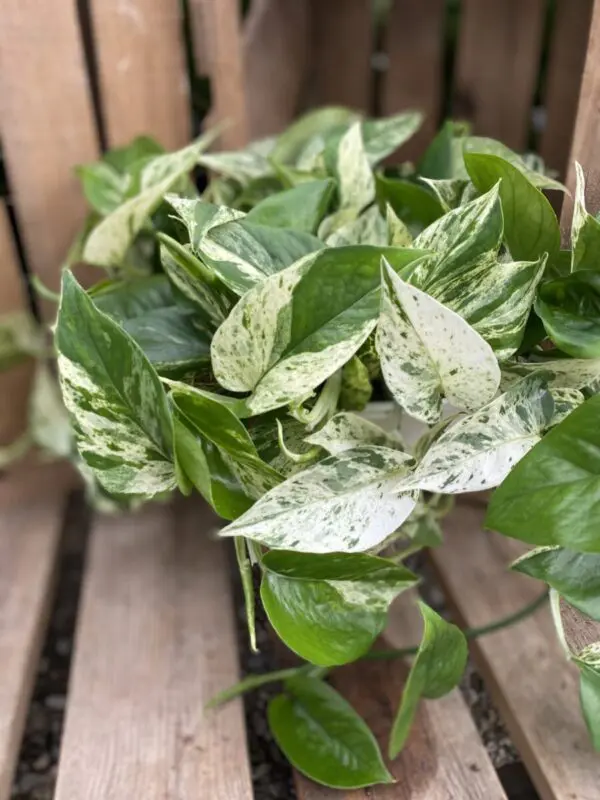 Marble Queen Pothos (Epipremunum aureum 'Marble Queen') - Tropicals & Houseplants