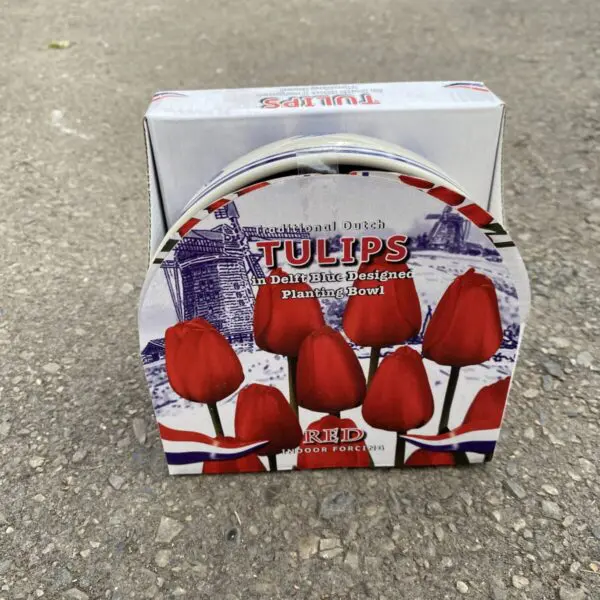 Traditional Dutch Red Tulips Indoor Growing Bowl Kit - Indoor Bulbs