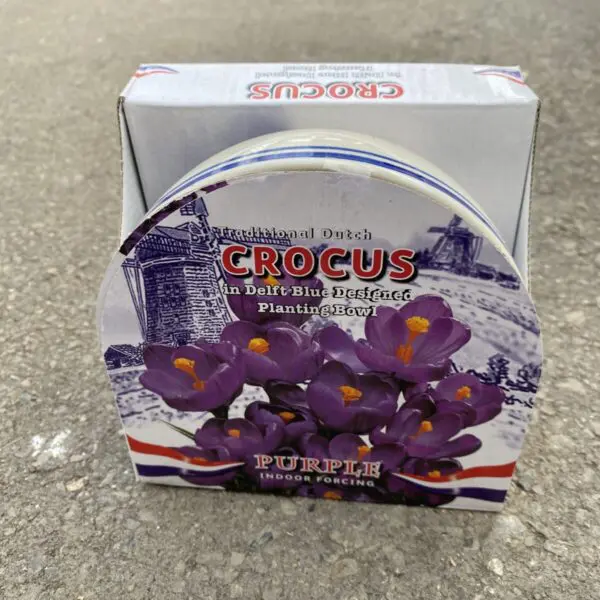 Traditional Dutch Purple Tulips Indoor Growing Bowl Kit - Indoor Bulbs