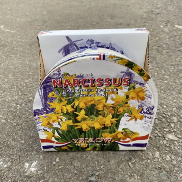 Traditional Dutch Yellow Narcissus Indoor Growing Bowl Kit - Indoor Bulbs