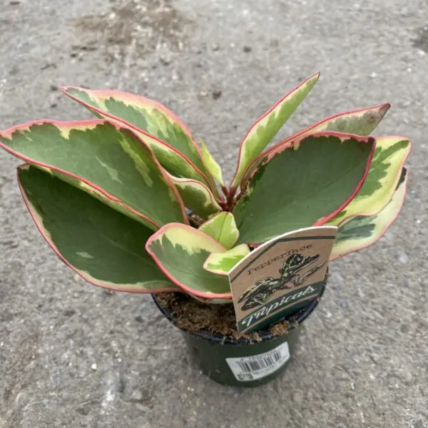 Pepperface Peperomia 'Ginny' (Peperomia Clusiifolia) - Tropicals & Houseplants - Image 2