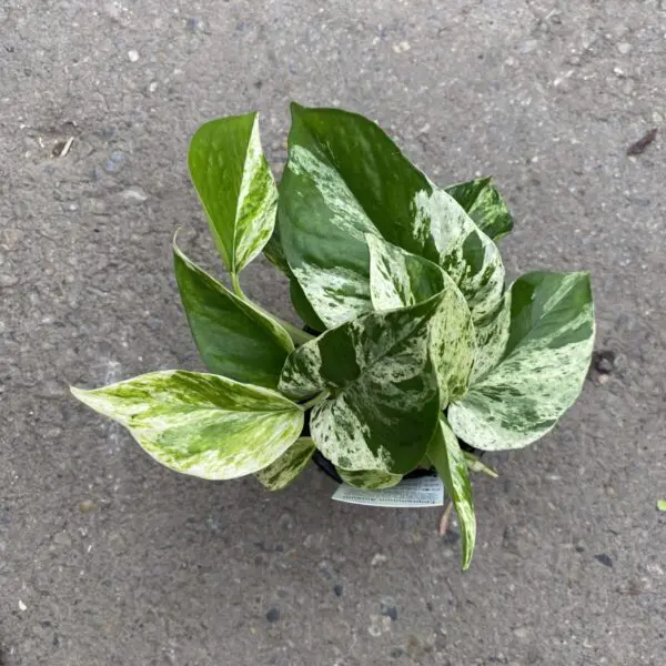 Marble Queen Pothos (Epipremunum aureum 'Marble Queen') - Tropicals & Houseplants - Image 4