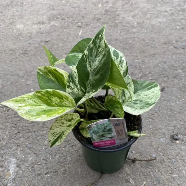 Marble Queen Pothos (Epipremunum aureum 'Marble Queen') - Tropicals & Houseplants - Image 5