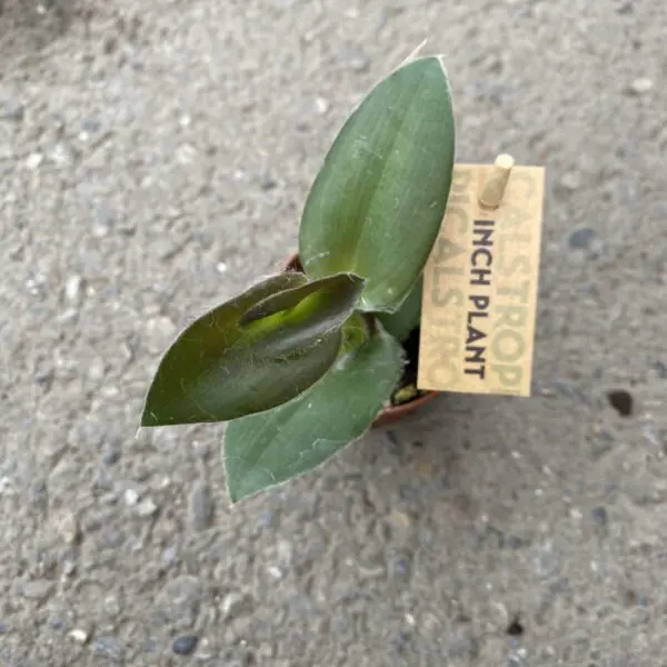 English Ivy (Green or Variegated) (Hedera Helix) - Image 9