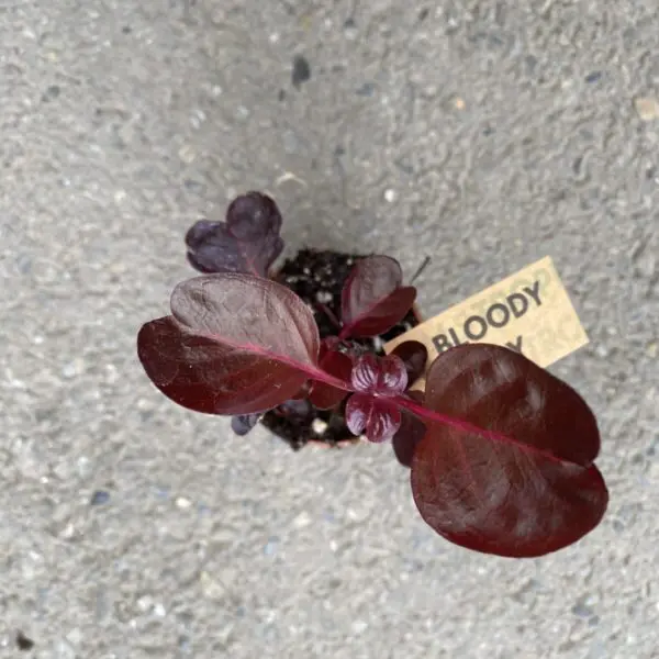 English Ivy (Green or Variegated) (Hedera Helix) - Image 7