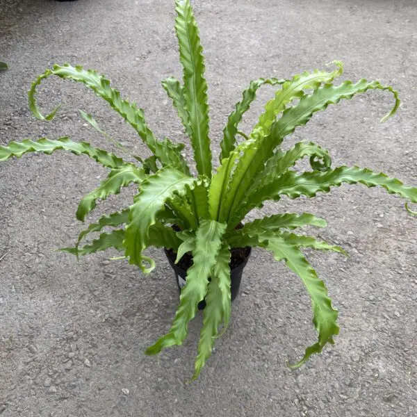 Crispy Wave Fern (Asplenium Nidus 'Crispy Wave') - Tropicals/Houseplants