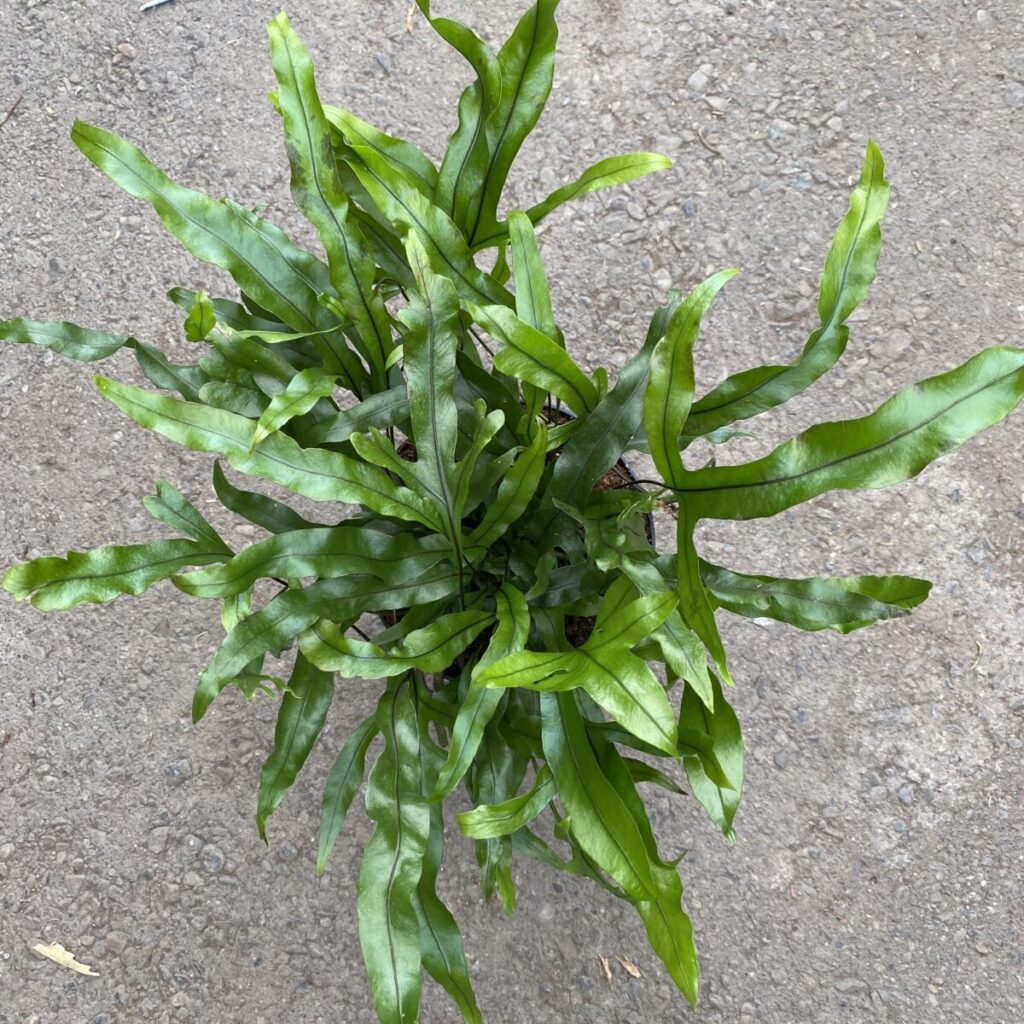Kangaroo Fern Microsorum Diversifolium Tropicals Houseplants kangaroo-fern-microsorum-diversifolium-tropicals-houseplants