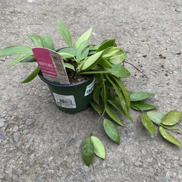 Hoya Carnosa - Tropicals & Houseplants