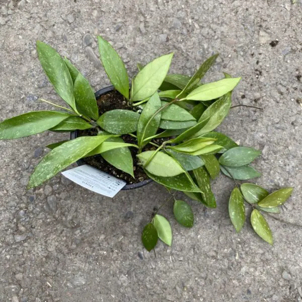 Hoya Carnosa - Tropicals & Houseplants - Image 2