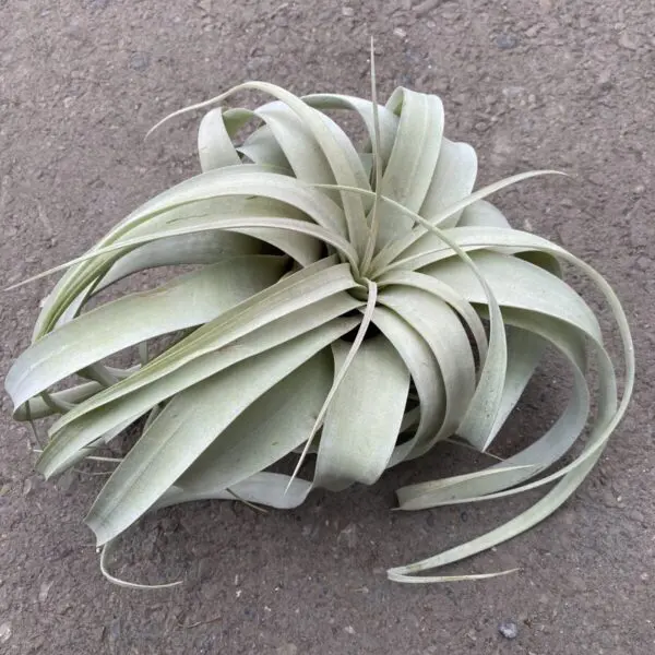 Giant Tillandsia (Xerographica) - Tropicals & Houseplants - Image 4