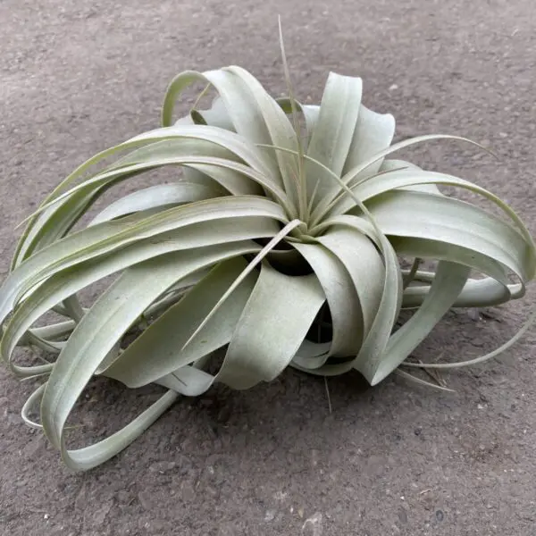 Giant Tillandsia (Xerographica) - Tropicals & Houseplants - Image 3
