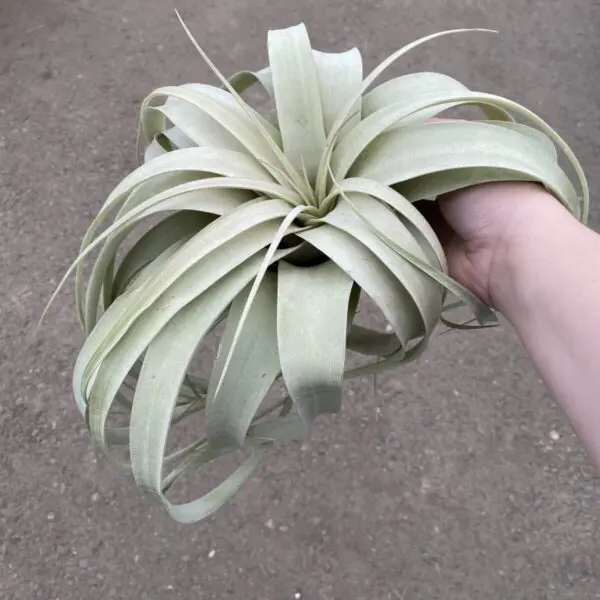 Giant Tillandsia (Xerographica) - Tropicals & Houseplants - Image 2
