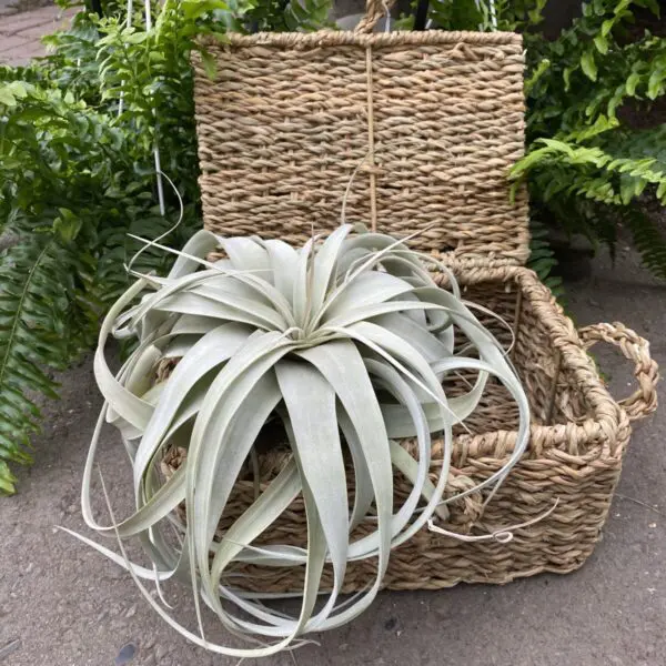 Giant Tillandsia (Xerographica) - Tropicals & Houseplants