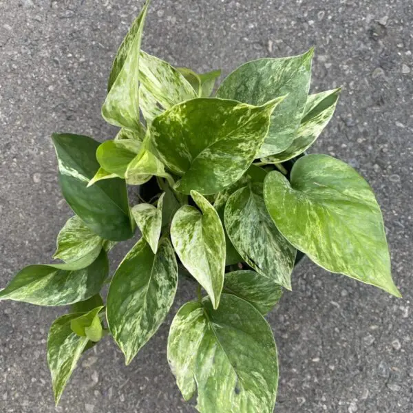 Marble Queen Pothos (Epipremunum aureum 'Marble Queen') - Tropicals & Houseplants - Image 6