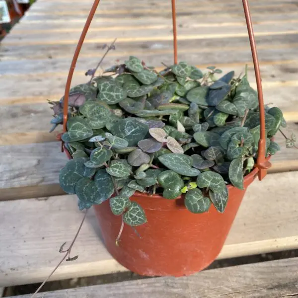 String of Hearts (Ceropegia Woodii) - Tropicals & Houseplants - Image 6