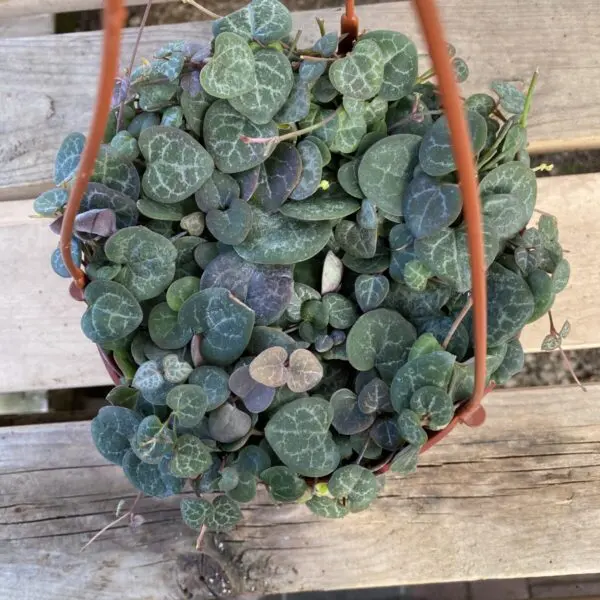 String of Hearts (Ceropegia Woodii) - Tropicals & Houseplants - Image 7