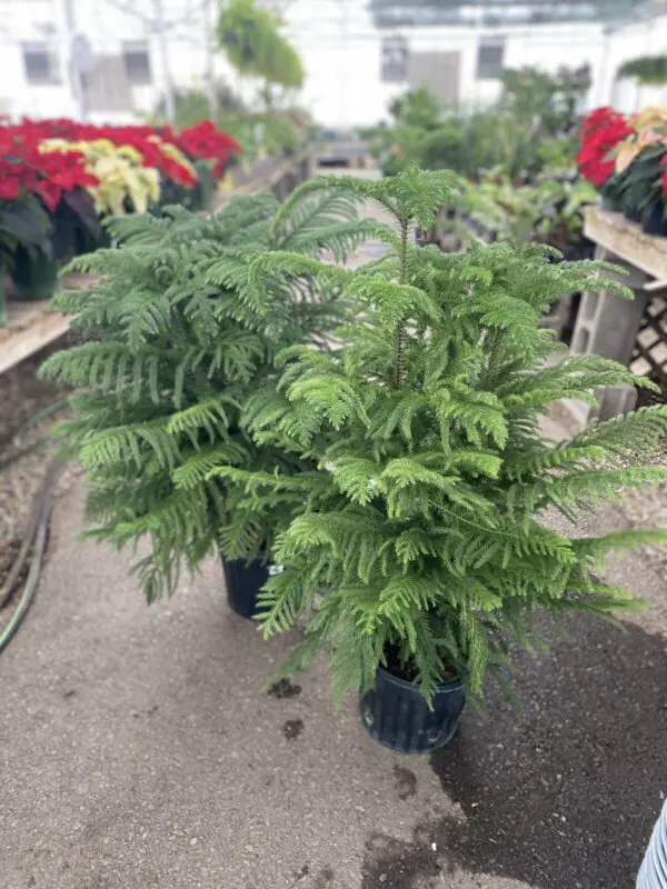 Norfolk Pine (Araucaria heterophylla)- Tropicals/Houseplants
