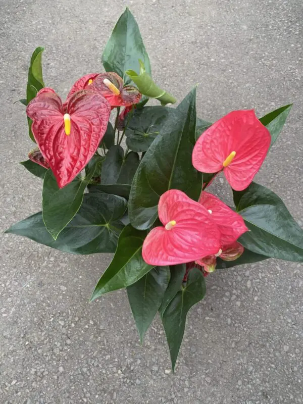 Anthurium - Tropicals/Houseplants