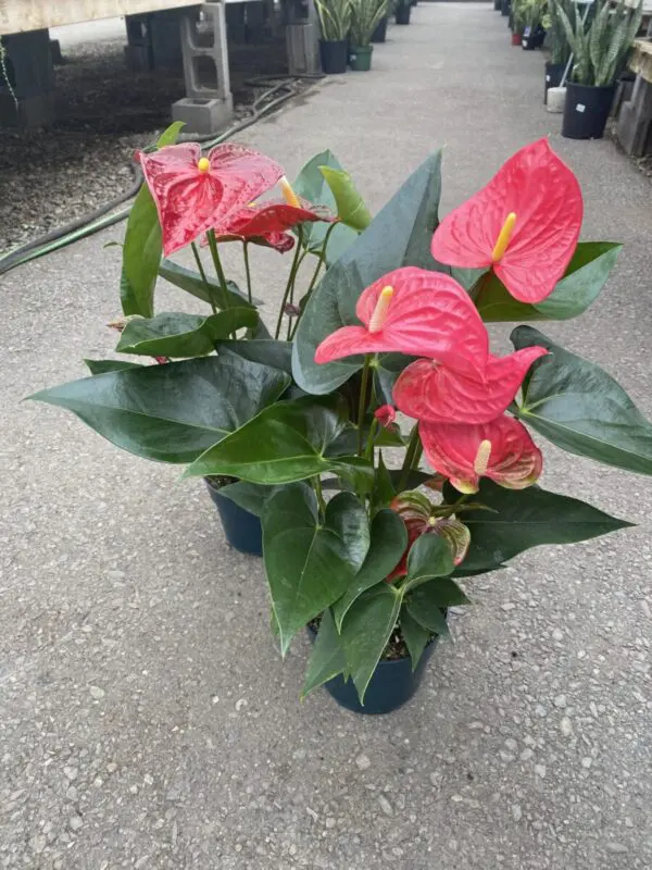 Anthurium - Tropicals/Houseplants - Image 2