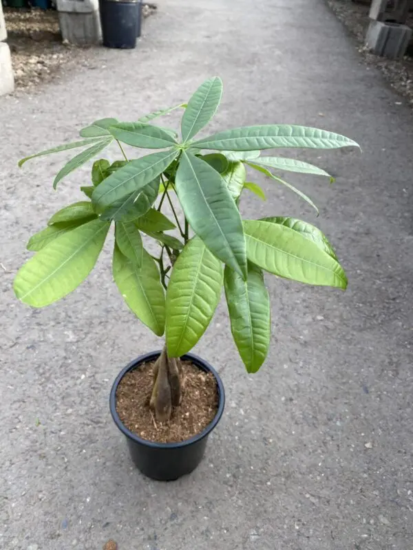 Money Tree with Braided Trunk (Pachira aquatica) - Tropicals/Houseplants