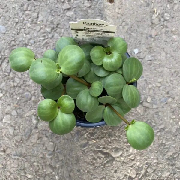 Peperomia Hope