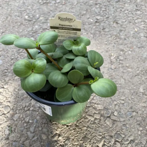 Peperomia Hope - Image 3