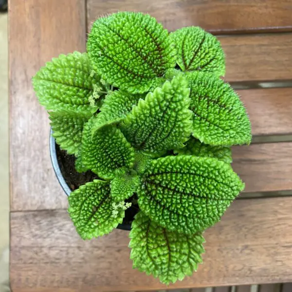 Moon Valley Pilea (Pilea Mollis) - Tropicals/Houseplants
