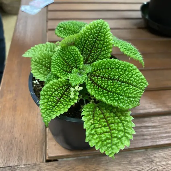 Moon Valley Pilea (Pilea Mollis) - Tropicals/Houseplants - Image 2