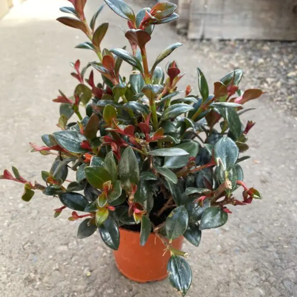 Goldfish Plant Shady Lady "Heidi" (Nematanthus 'Heidi')