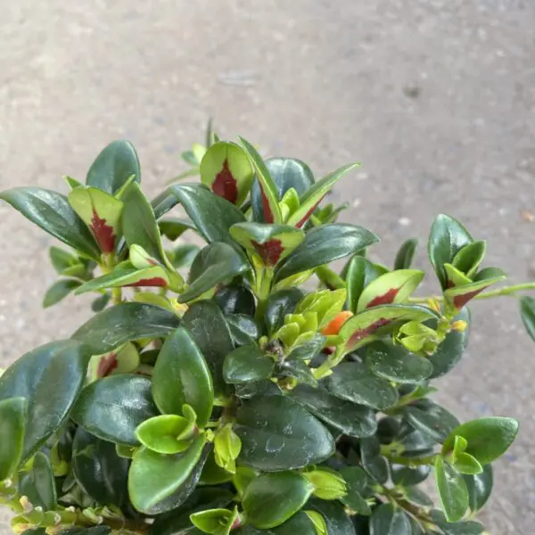 Goldfish Plant Shady Lady "Marlene" (Nematanthus 'Marlene')  - Tropicals/Houseplants