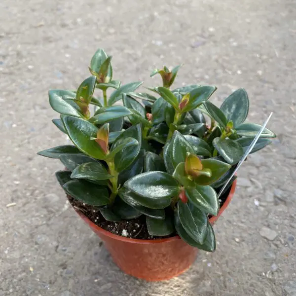 Goldfish Plant "Black Gold" (Nematanthus 'Black Gold')  - Tropicals/Houseplants - Image 2