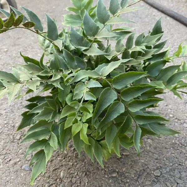 Parsley Fern (Cryptogramma family) - Tropicals & Houseplants - Image 3