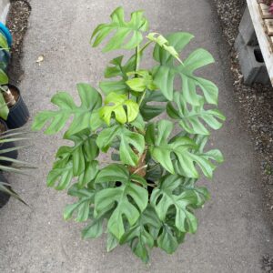 ‘Monstera Minima’ (Rhaphidophora Tetrasperma / Philodendron Minima) – Tropicals/Houseplants