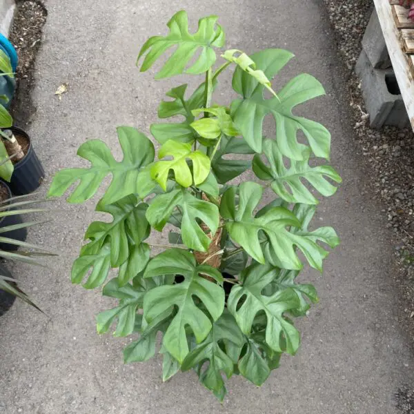'Monstera Minima' (Rhaphidophora Tetrasperma / Philodendron Minima) - Tropicals/Houseplants