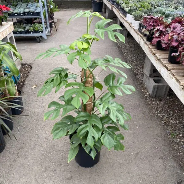 'Monstera Minima' (Rhaphidophora Tetrasperma / Philodendron Minima) - Tropicals/Houseplants - Image 3