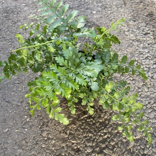 Parsley Fern (Cryptogramma family) - Tropicals & Houseplants - Image 2