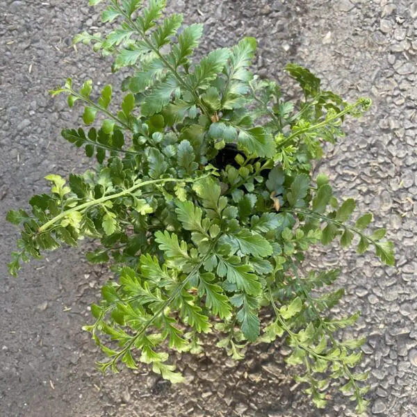 Parsley Fern (Cryptogramma family) - Tropicals & Houseplants