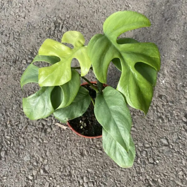 'Monstera Minima' (Rhaphidophora Tetrasperma / Philodendron Minima) - Tropicals/Houseplants - Image 4