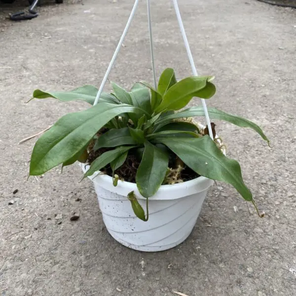 Pitcher Plant (Nepenthes Alata) - Carnivorous Plant - Image 7