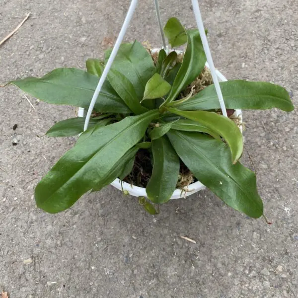 Pitcher Plant (Nepenthes Alata) - Carnivorous Plant - Image 6