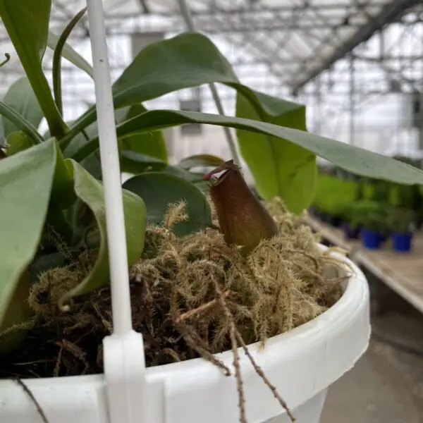 Pitcher Plant (Nepenthes Alata) - Carnivorous Plant - Image 8