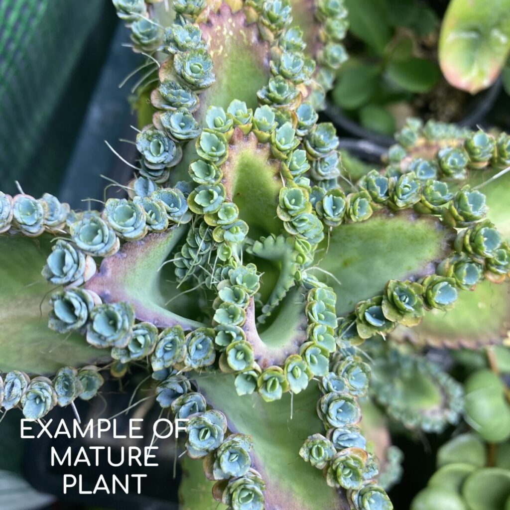 Mother Of Thousands Kalanchoe Daigremontiana Tropicals Houseplants   Mother Of Thousands Kalanchoe Daigremontiana 4 1024x1024 