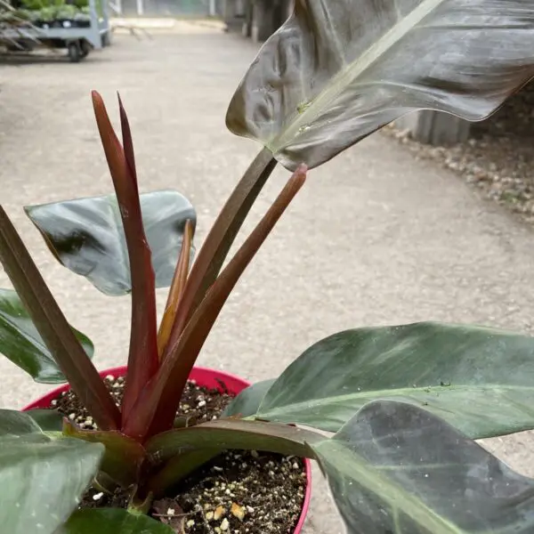 Philodendron Imperial Red (Philodendron Hybrid) - Image 4