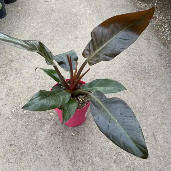 Philodendron Imperial Red (Philodendron Hybrid) - Image 3