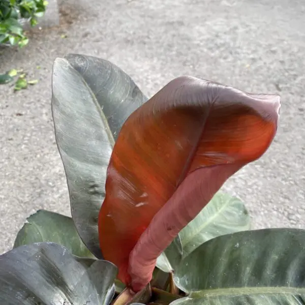 Philodendron Imperial Red (Philodendron Hybrid) - Image 2