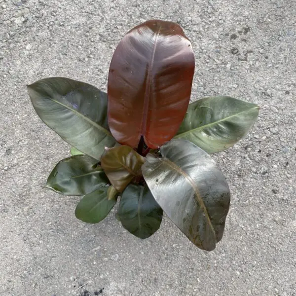 Philodendron Imperial Red (Philodendron Hybrid)