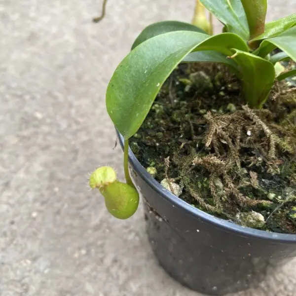 Pitcher Plant (Nepenthes Alata) - Carnivorous Plant - Image 2