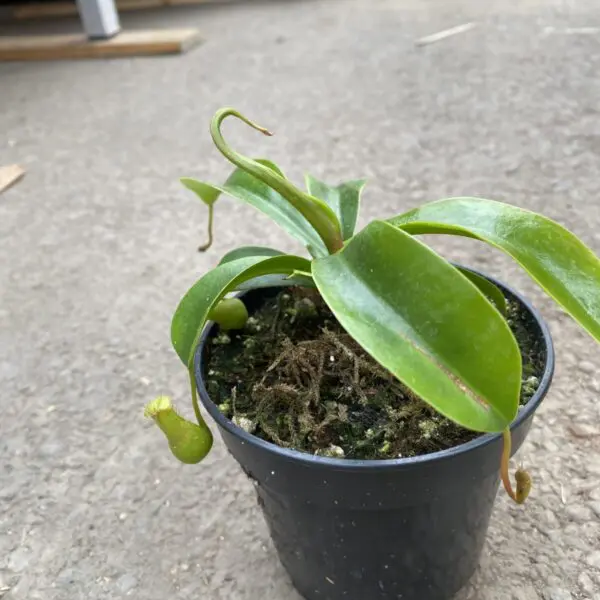 Pitcher Plant (Nepenthes Alata) - Carnivorous Plant - Image 4