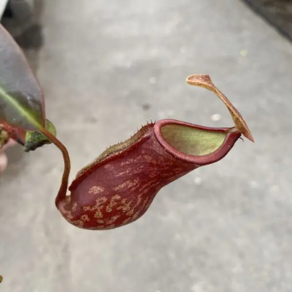 Pitcher Plant (Nepenthes Alata) - Carnivorous Plant - Image 3