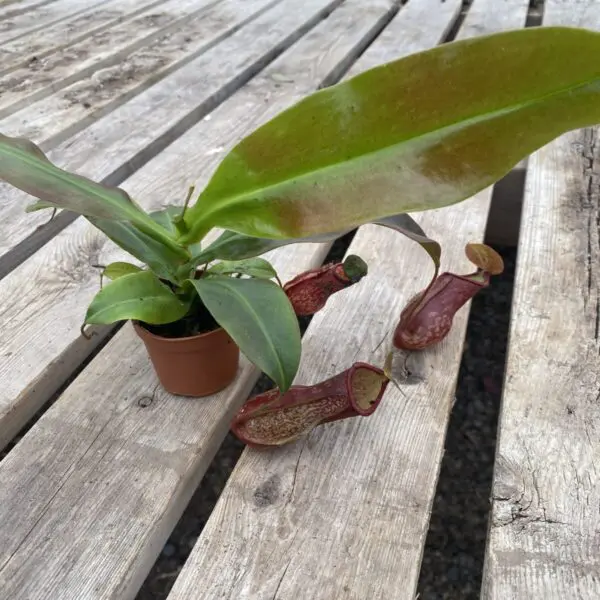 Pitcher Plant (Nepenthes Alata) - Carnivorous Plant